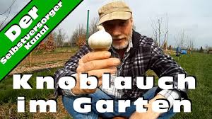 Erfahren, wie knoblauch im garten wächst. Knoblauch Anpflanzen Alles Zum Knoblauch Anbau