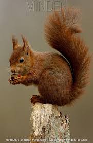 Image result for Brown Squirrel 2014 Peugeot