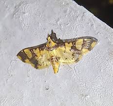 Orphanostigma angustale