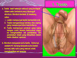 1 salurkan sperma dari testis ke uretra. Sistem Reproduktif Lelaki Ppt Download