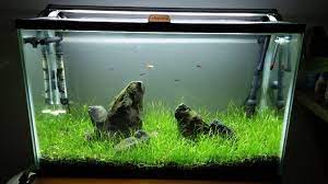 Dwarf Hairgrass Got A Little Bigger Than My Expectations Should I Stick With This Look Or Fill It In By Adding Bigger Plants And Big Plants Nano Tank Aquarium