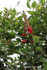 Image result for Erythrina fusca