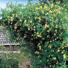 Image result for Clematis costata