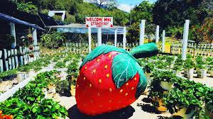Located at the foothill of mount kinabalu, desa cattle dairy farm offers one of the most amazing scenery one could envision. 15 Tempat Menarik Di Ranau Wajib Lawati Negeri Di Bawah Bayu
