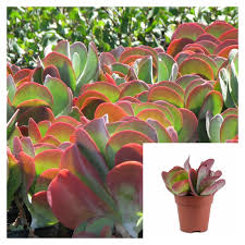 Image result for Kalanchoe thyrsiflora