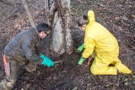 This article explains how to get rid of ivy. Control The Plant