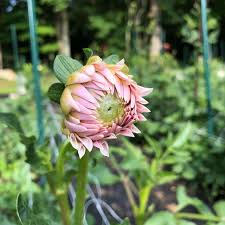 Lindell Flower Farm Lindellflowerfarm Instagram Photos And Videos Flower Farm Flowers Farm