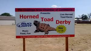 Image result for horned toad picture