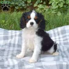 Cavalier king charles spaniel puppies for sale texas craigslist. Tm3zun9 3f7o9m