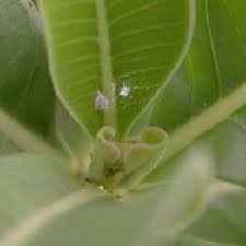 See clear photos of these harmful organisms to help identify the exact pest affecting your crop! Desert Rose Plant List Of Types With Care Instructions Pictures
