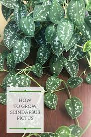 We did not find results for: How To Grow Scindapsus Pictus Silver Philodendron
