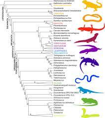 Coupon can be used multiple times within 24 hours after first use when you present this coupon at time of purchase in store or enter your code at jcp.com. The Tiny Cretaceous Stem Bird Oculudentavis Revealed As A Bizarre Lizard Biorxiv