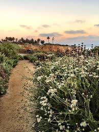 Restoring Land also Restores Our Well-being by Adrienne Mohan, Executive  Director of the Palos Verdes Peninsula Land Conservancy — Palos Verdes Pulse