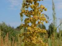 Image result for Dysphania schraderiana