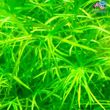 Image result for Najas graminea