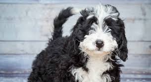 Maybe you would like to learn more about one of these? Bernedoodle The Bernese Mountain Dog Poodle Mix