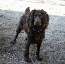Cocker spaniel puppies family raised in our home for health and temperament. Boykin Spaniel Puppies Boykin Spaniel Society