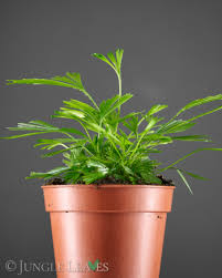 Image result for Actiniopteris semiflabellata