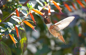 Check spelling or type a new query. What Do Hummingbirds Eat Hummingbird Bliss