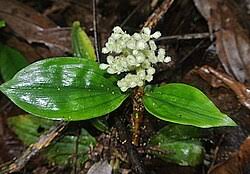 Image result for Floscopa leiothyrsa