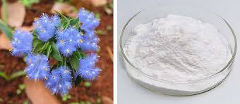 Image result for Cyanotis vaga