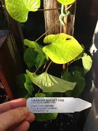 Image result for Stictocardia beraviensis