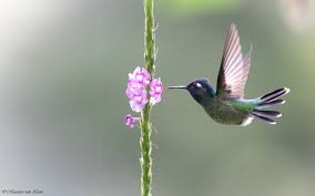 Image result for Cuviera schliebenii