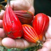 Image result for Aframomum angustifolium