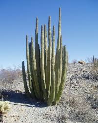For quite some time, the organ pipe cactus national monument was considered to be america's most dangerous national park. Nps Geodiversity Atlas Organ Pipe Cactus National Monument Arizona U S National Park Service