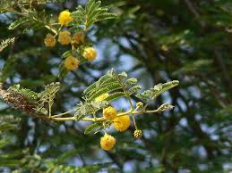 Image result for Acacia grandicornuta
