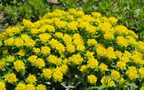 Image result for Euphorbia plenispina