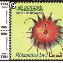 Image result for Agelanthus musozensis