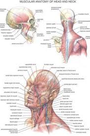 Neck Muscles Anatomy Google Search Neck Muscle Anatomy Muscle Anatomy Human Anatomy