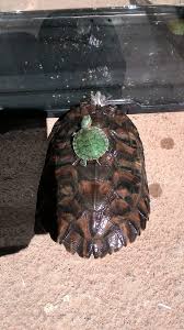 Hobby Merawat Bayi Kura Kura Brazil Red Eye Slider Res