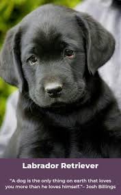 Explore Our Web Site For More Information On Chocolate Labrador It Is Actually An Outstanding Location For More Inf Black Lab Puppies Cute Animals Lab Puppies