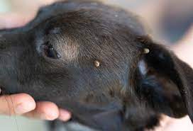 We did not find results for: Parasiten Beim Hund Symptome Behandlung