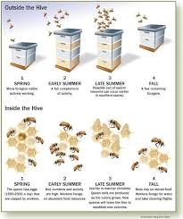 Bee Issues Pollinator Org