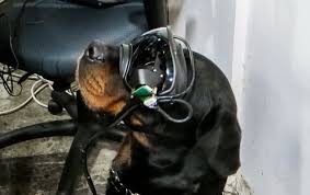 Augmented Reality Dog Goggles Could Help Protect Soldiers Article The United States Army