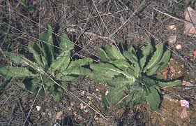 Image result for Tolpis