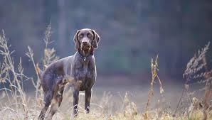 German Shorthaired Pointer All About Dogs
