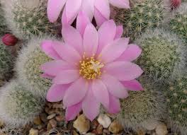 Choose from popular easter flowers including tulips, roses, the classic easter lily, and more. Succseed Rebutia Spec Lara Aguilar Tarija Narvaez Tarija Bolivia