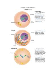 For animal cell culture the cells are taken from the organ of an experimental animal. Mastering Biology Assignment 4 Mitosis And Meiosis Studocu