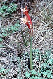 Image result for Cyrtanthus rhodesianus