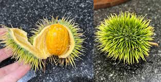 Image result for Coleus welwitschii