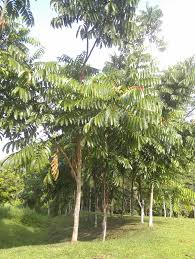 Image result for Xenostegia pinnata