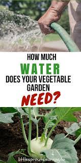 How Much Water Does Your Vegetable Garden Need Overwatering Or Underwatering Can Ca Vegetable Garden Planner Backyard Vegetable Gardens Organic Gardening Tips