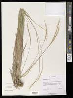 Image result for Trachypogon