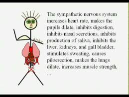 Comparison Of The Sympathetic And Parasympathetic Nervous Systems Simple Funny Dr Aidy Y Parasympathetic Nervous System Nervous System Parasympathetic