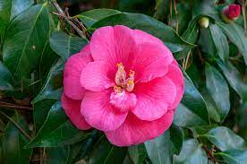 Maybe you would like to learn more about one of these? Camellia Japonica Wikipedia
