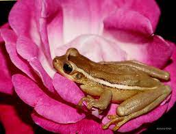 Perereca II | Perereca repousa em seu berço rosa. Foto: Ru… | Flickr
